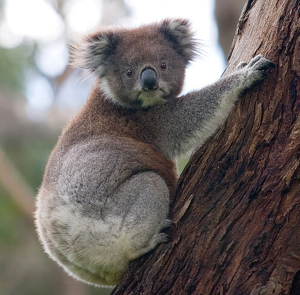 Koala Bear in Southern Australia