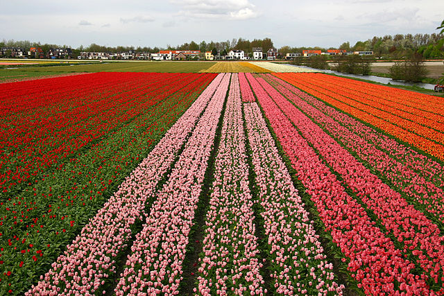 Tulip Fields in South Holland